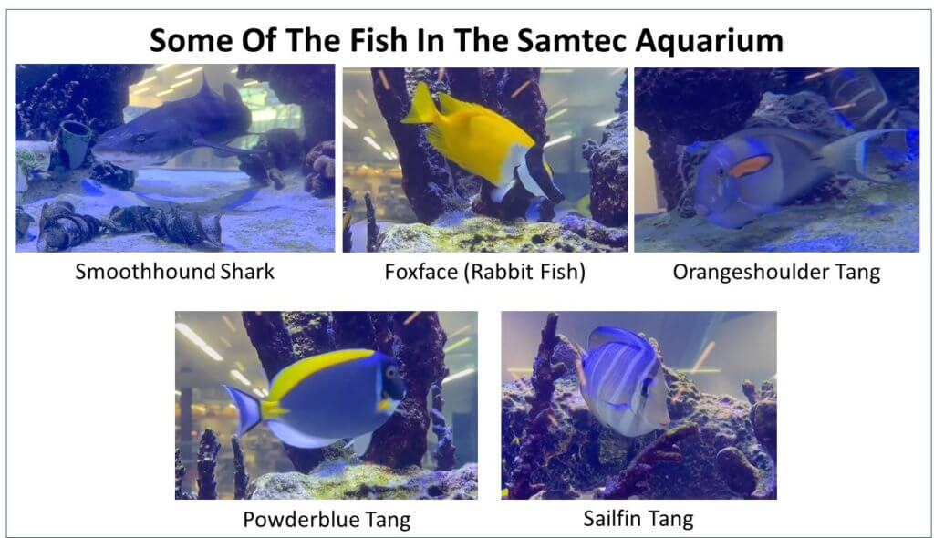 Samtec Aquarium - Fish