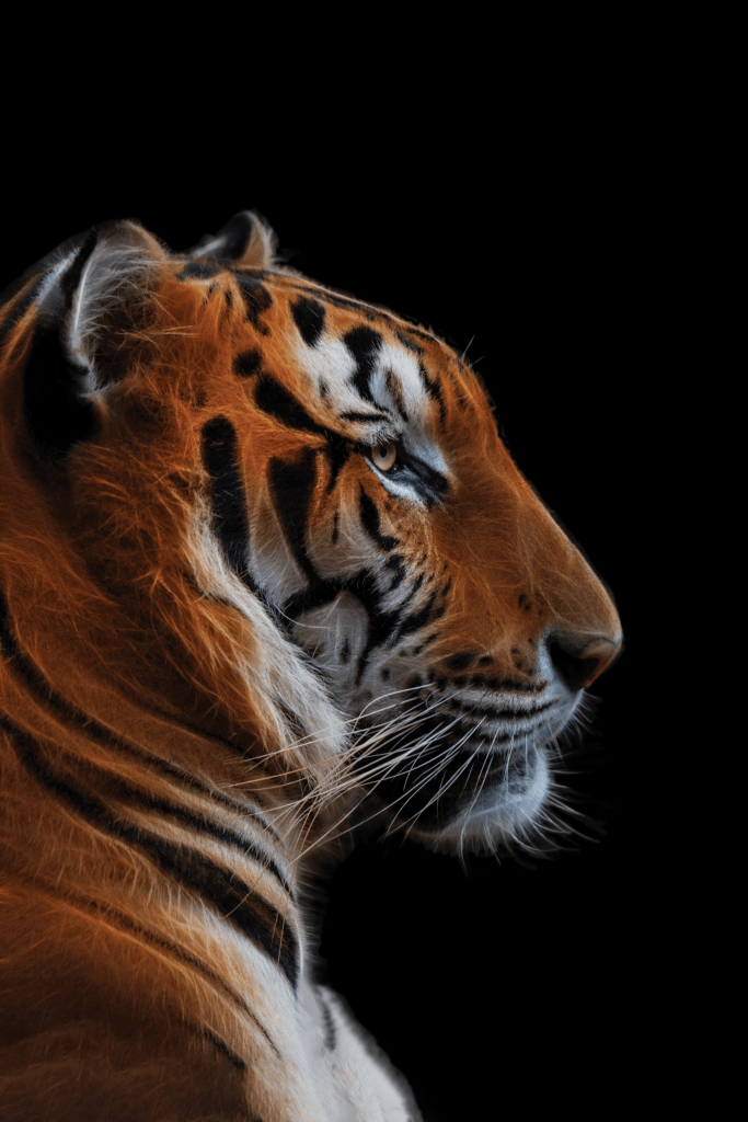 Tiger Adoption