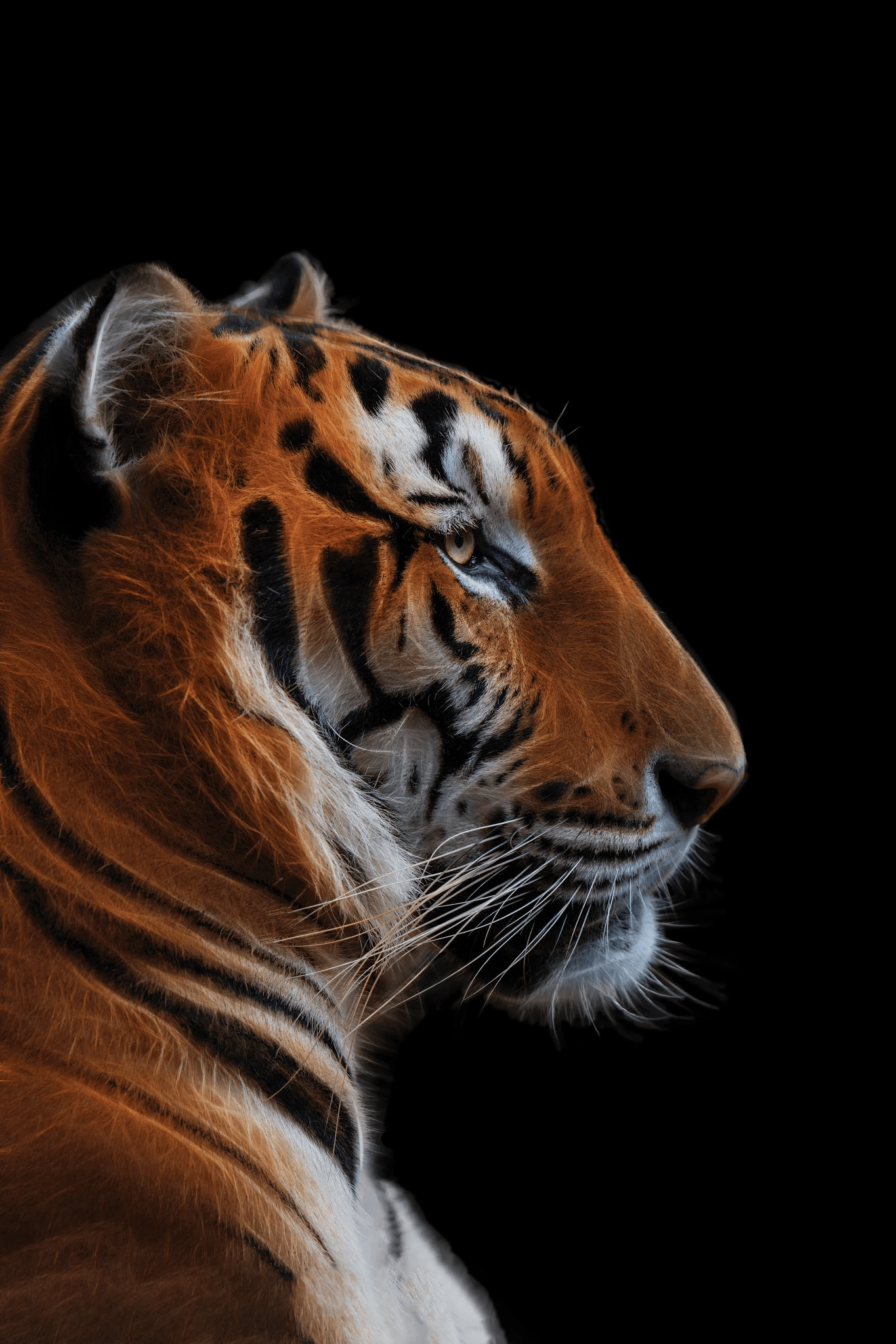 A Roaring Thank You! - The Samtec Blog